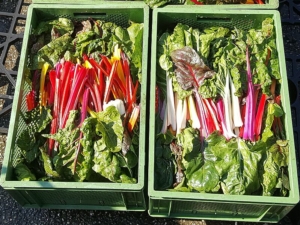 ernaehrungsrat_200327_Mangold_521623918d