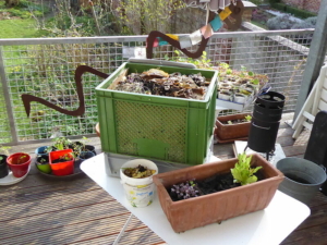 ernaehrungsrat_P1000121_2d753b3617